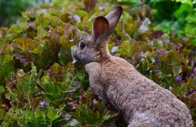 What vegetables will rabbits not eat?