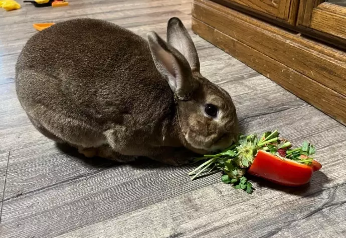 rabbit safe vegetables