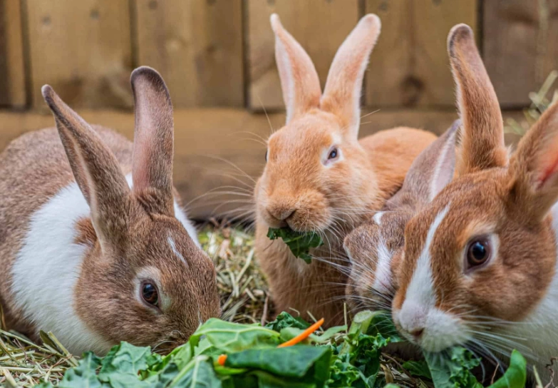 safe herbs for bunnies