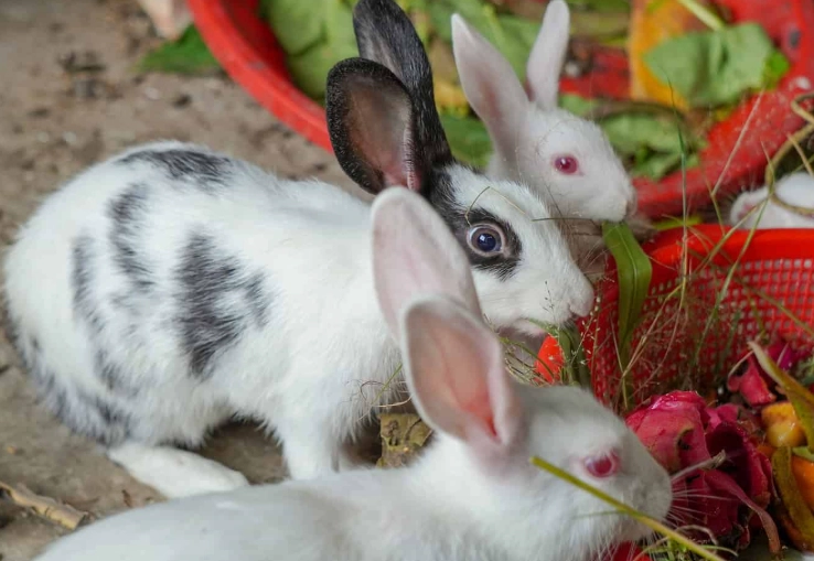 What color bell peppers can rabbits eat