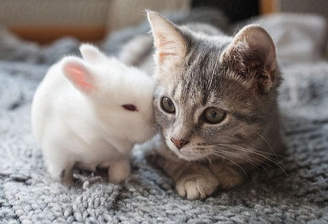 can cats and rabbits breed