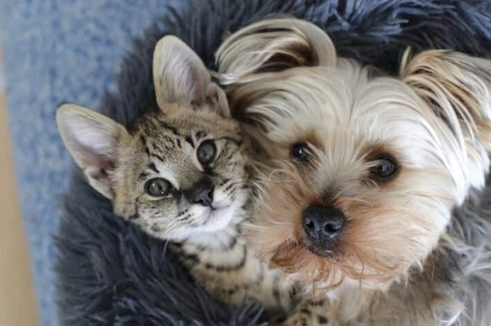 What animals can cats crossbreed with?