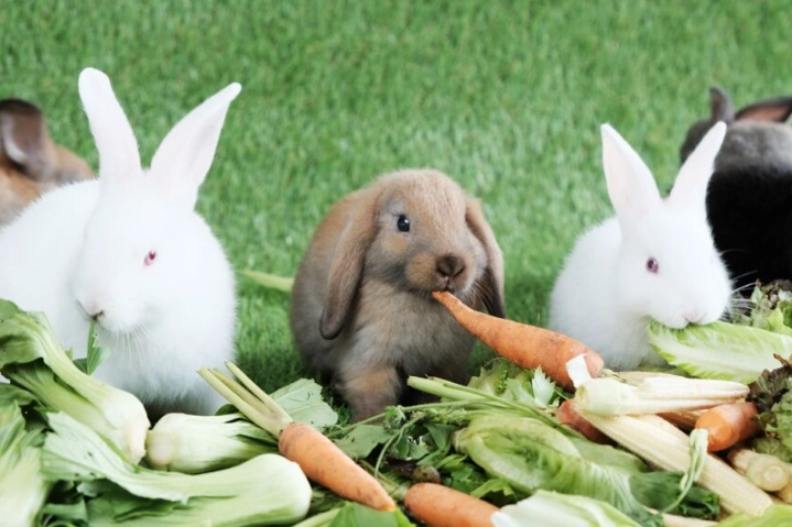 what color bell peppers can rabbits eat