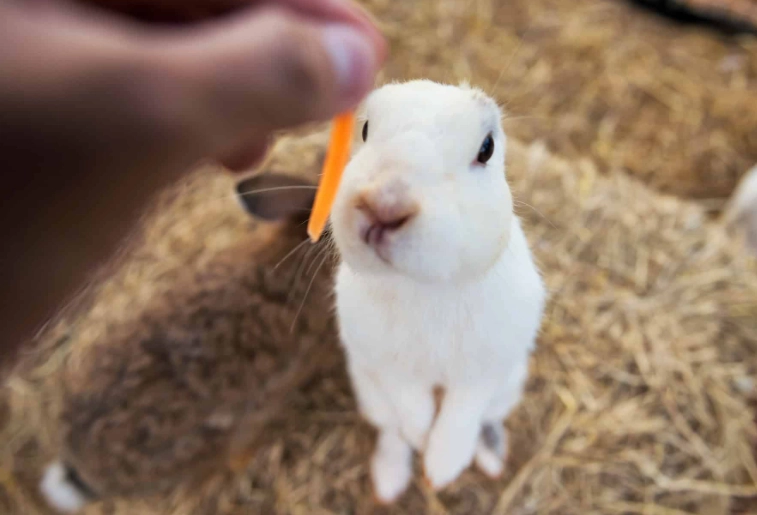 rabbit diet vegetables rabbit diet vegetables