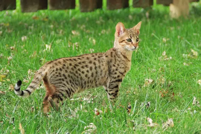 cat crossbreeding cat crossbreeding