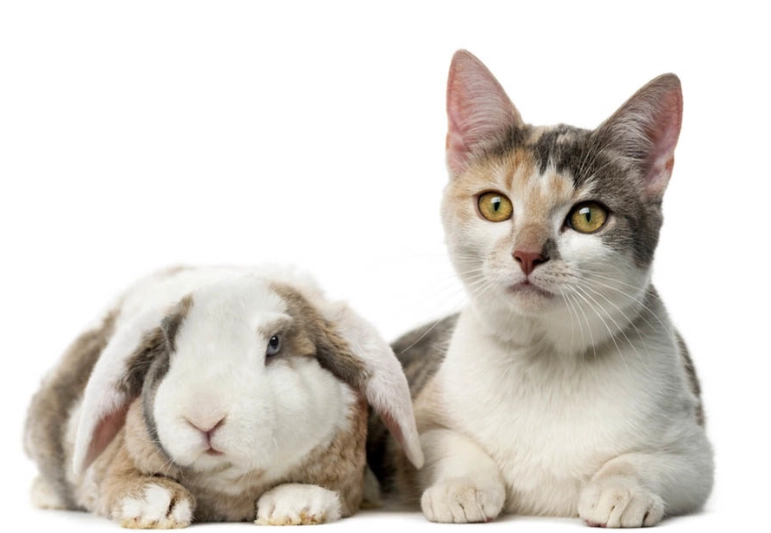 can cats and rabbits breed