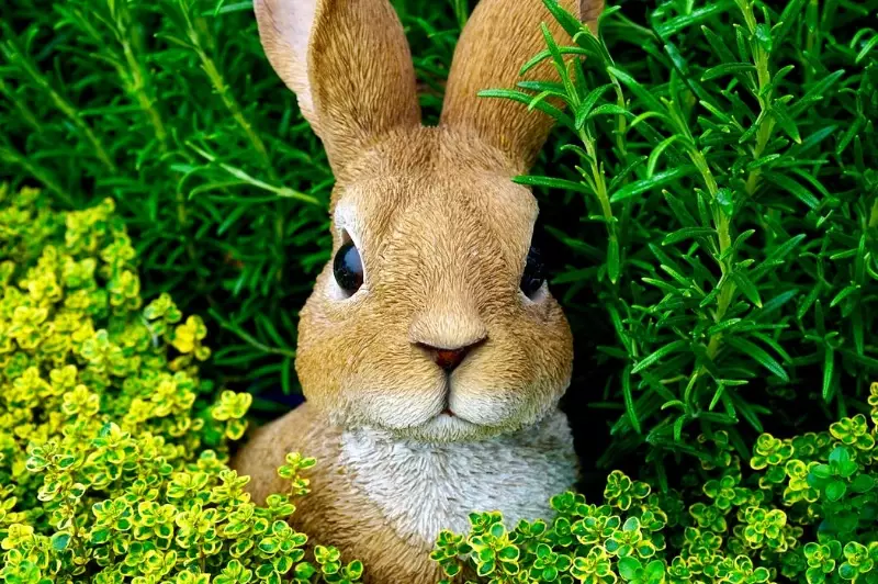can rabbits eat green bell peppers