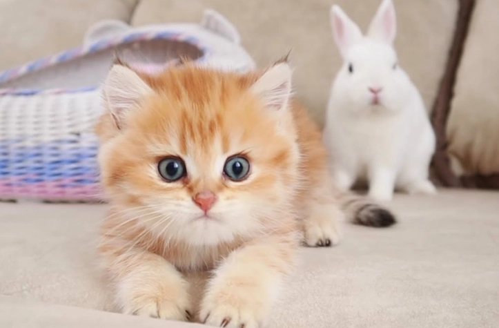 cat rabbit hybrid