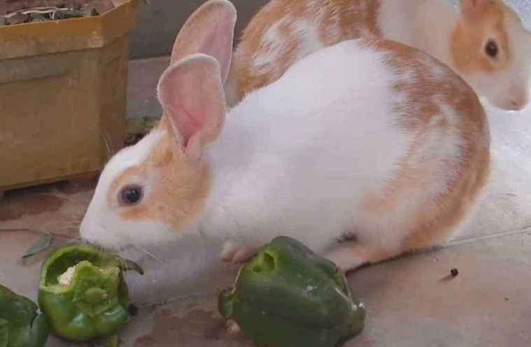 rabbit diet bell peppers