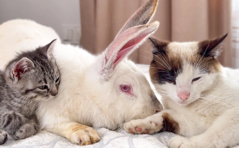 Can cats and rabbits make kids?