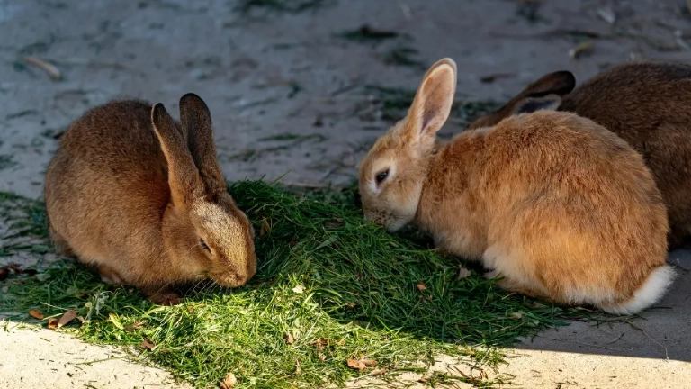 safe vegetables for rabbits