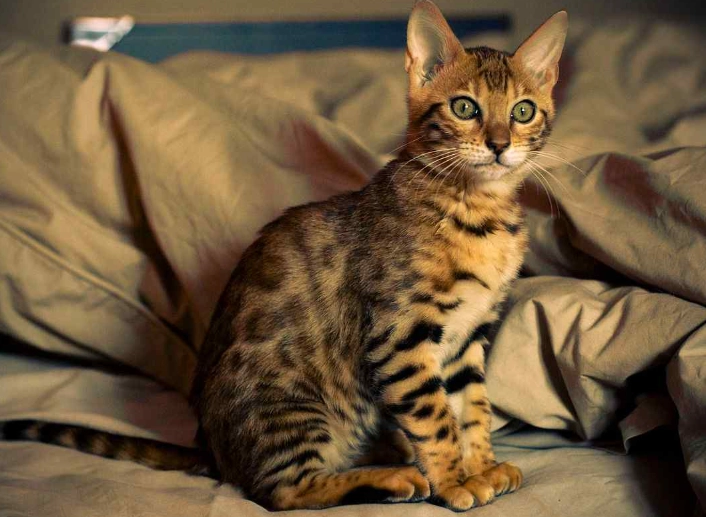 can cats breed with other animals can cats breed with other animals