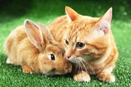 cat rabbit hybrid