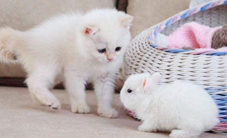 cat and rabbit safety