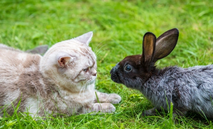 cat and rabbit breeding