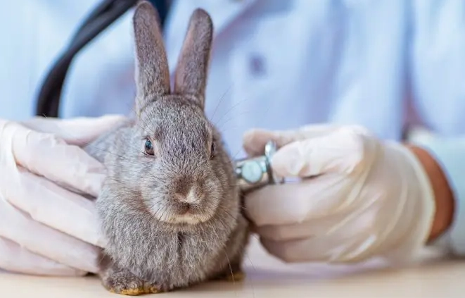 feeding peppers to rabbits feeding peppers to rabbits