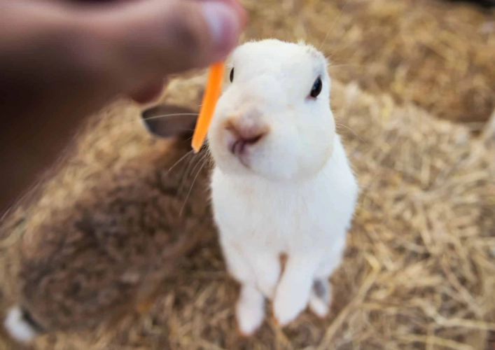 rabbit safe vegetables