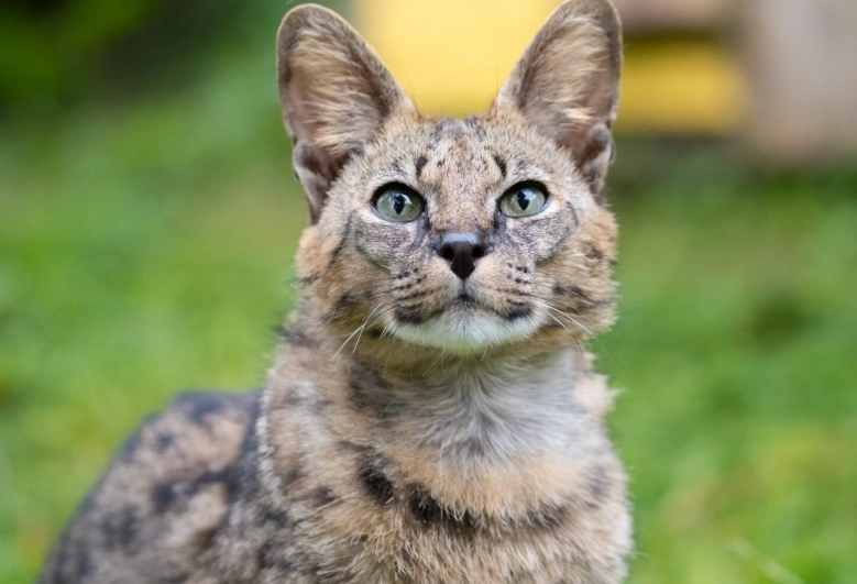 hybrid cat breeds hybrid cat breeds