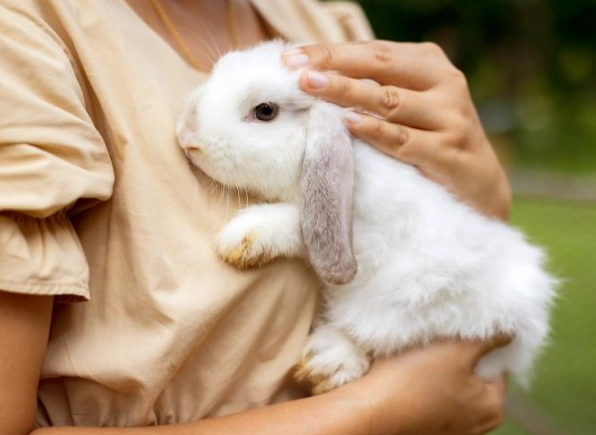 pick up rabbit safely pick up rabbit safely