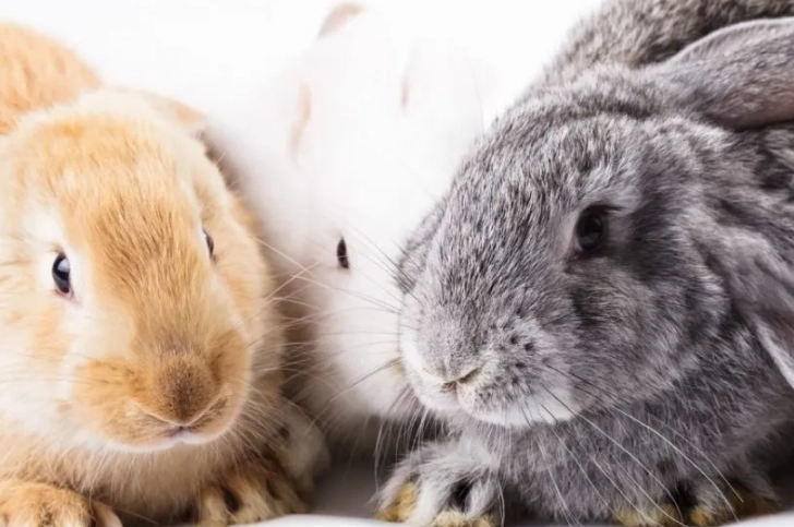 what is the difference between a rabbit and bunny