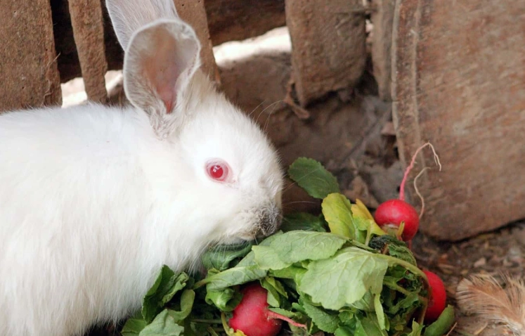 can rabbits eat radishes