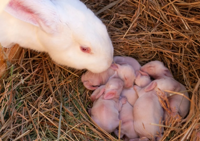 rabbit gestation period