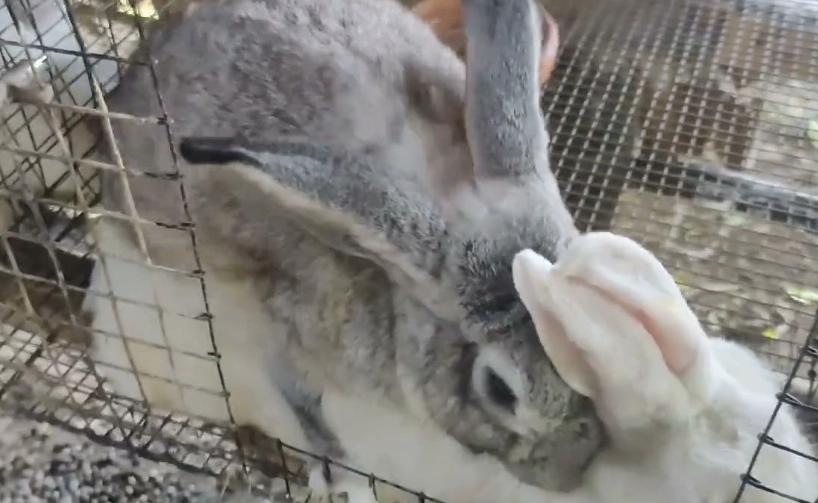 rabbit breeding guide