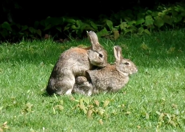 how to breed rabbits