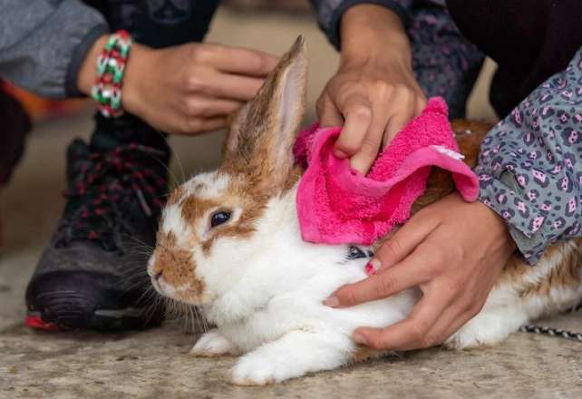 how to bathe a rabbit