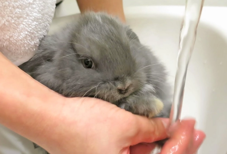 rabbit grooming