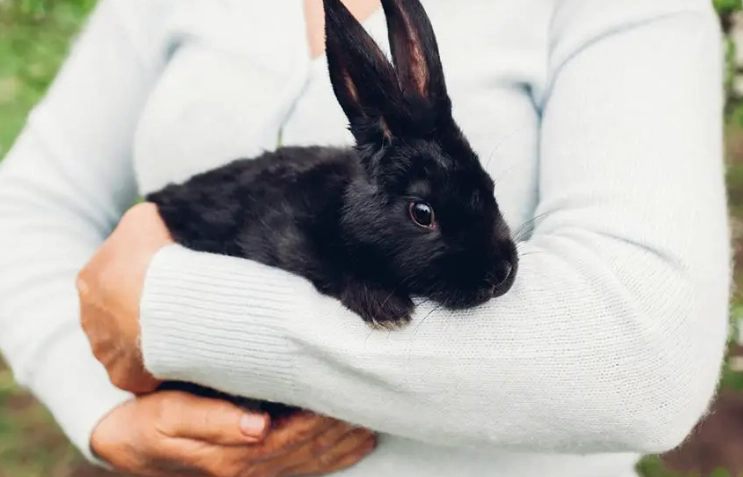 pick up rabbit safely pick up rabbit safely