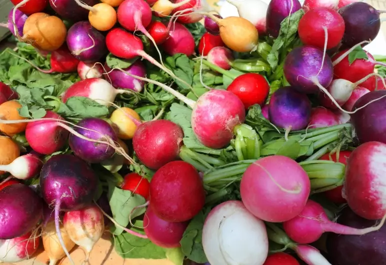 rabbit diet radishes