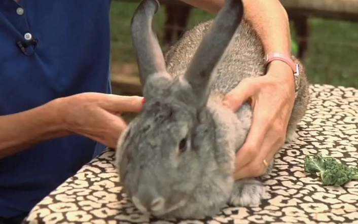 how to hold a rabbit how to hold a rabbit