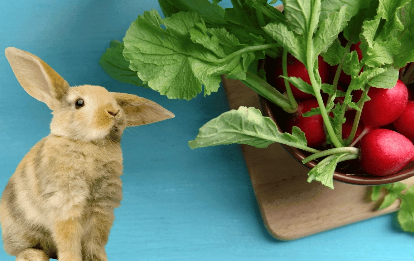 radishes for rabbits