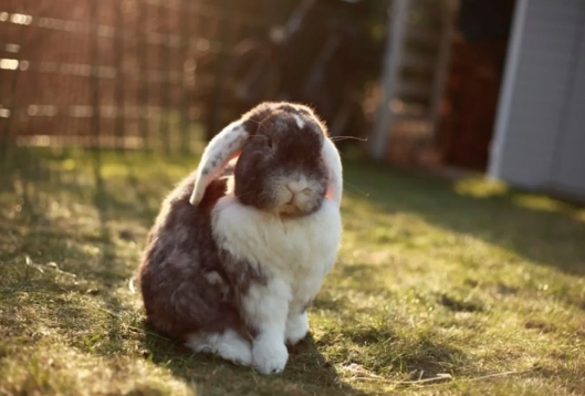 radishes for rabbits