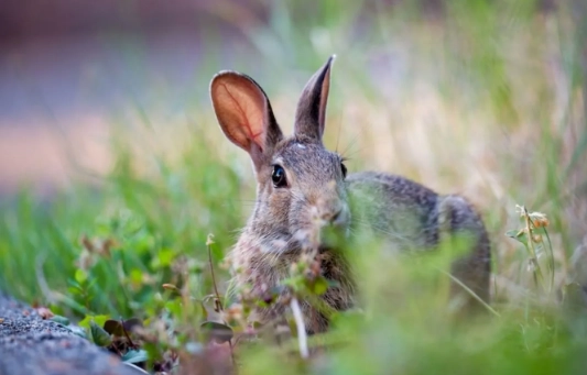 can rabbits eat radishes