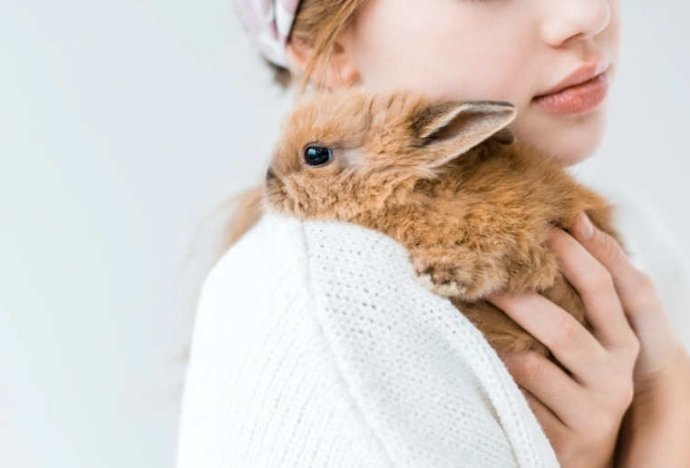 pick up rabbit safely pick up rabbit safely