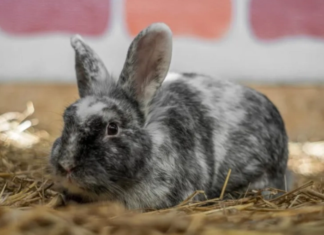 bunny digestion bunny digestion