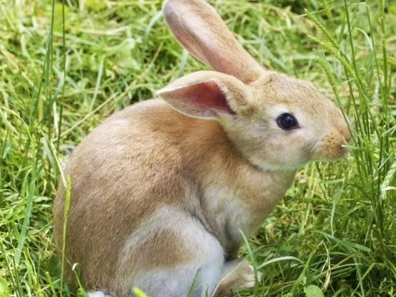 rabbit gas rabbit gas