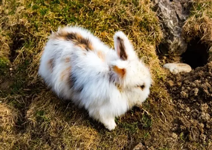 rabbit digging behavior