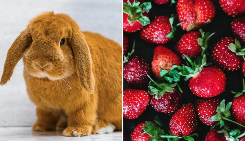 can rabbits eat strawberries