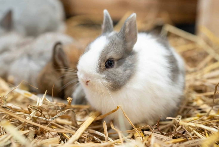 netherland dwarf rabbit lifespan