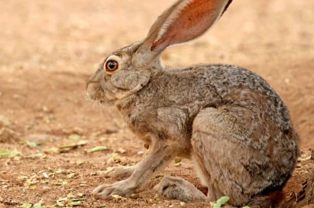 do jack rabbits eat cows