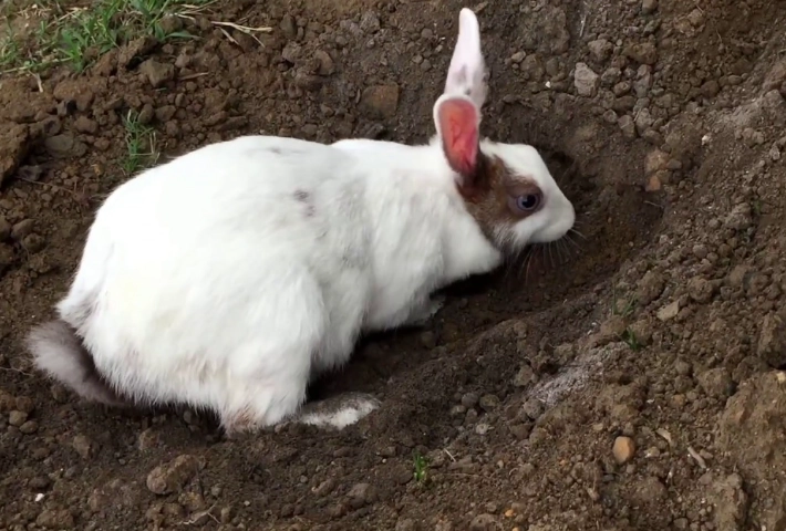 stop rabbits from digging holes