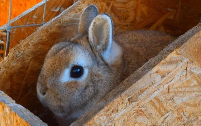 rabbit gas rabbit gas