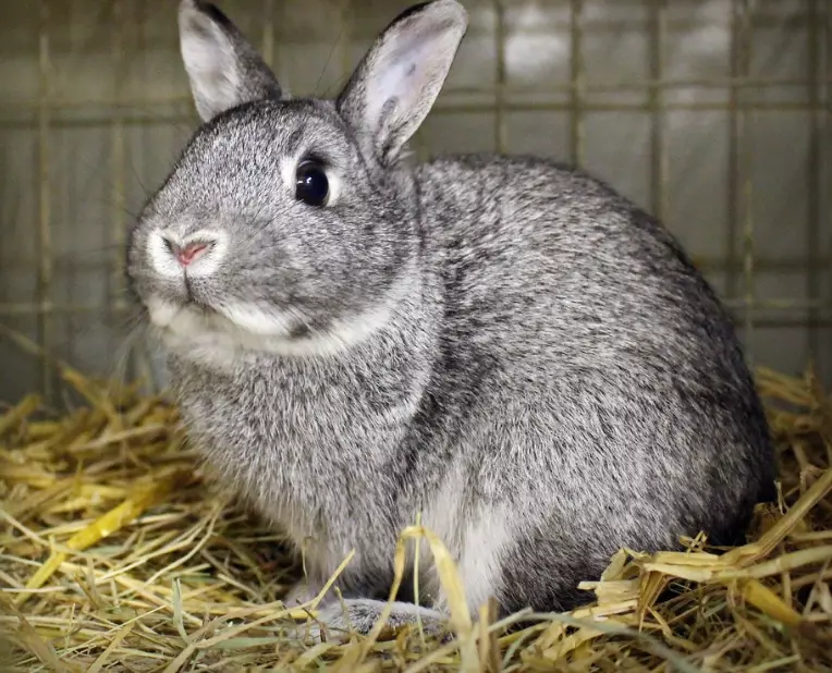 dwarf rabbit breeds