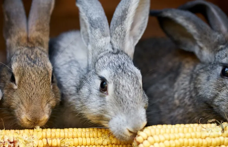 bunny digestion bunny digestion