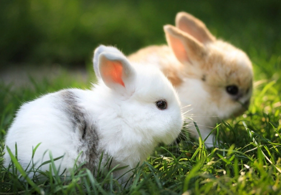 dwarf rabbit lifespan