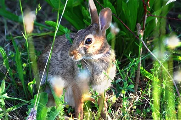 are jack rabbits carnivores