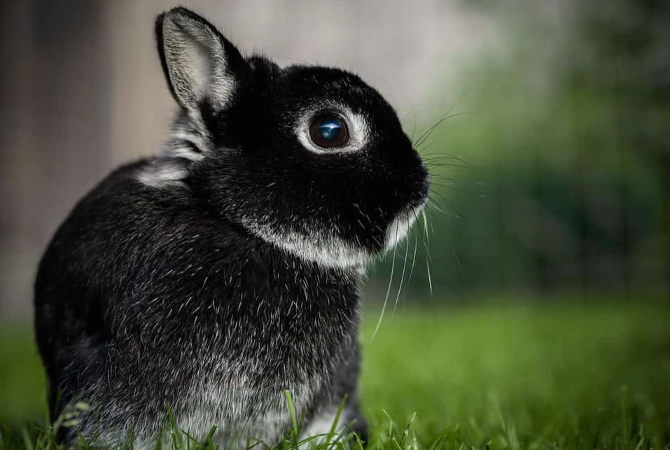 dwarf rabbit lifespan